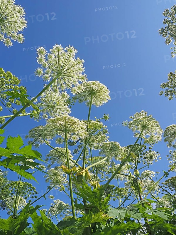 Giant hogweed (Heracleum mantegazzianum)