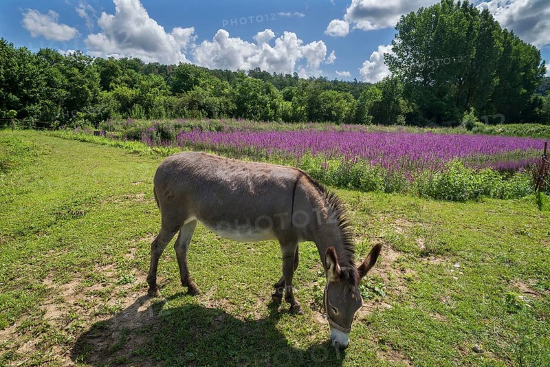 Donkey (Equus asinus asinus) grazing at a fish pond with flowering Purple loosestrife (Lythrum salicaria)