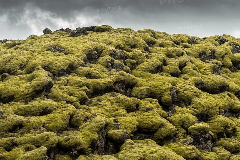 Lava overgrown by Elongated Rock Moss (Racomitrium elongatum)