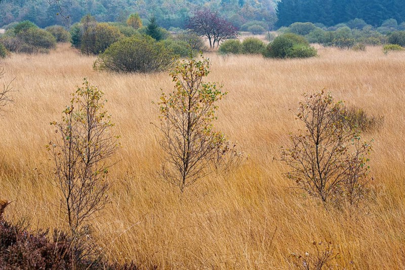 Autumn In the Platten Venn