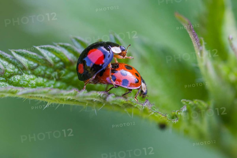 Asian ladybirds (Coccinellidae) mating