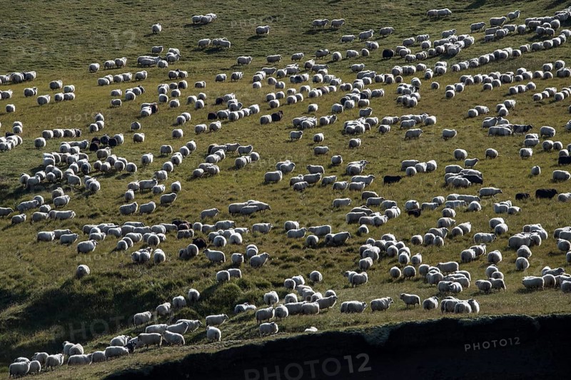 Domestic sheep (Ovis aries)