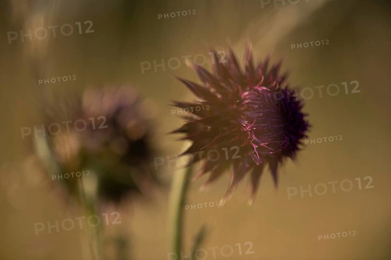 Nodding thistle Carduus nutans)