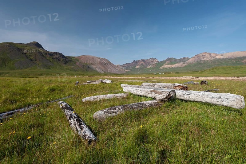 Driftwood