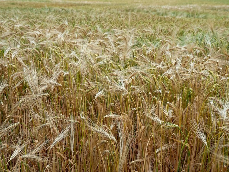 Grain field in the Rundlingsdorf Meuchelfitz
