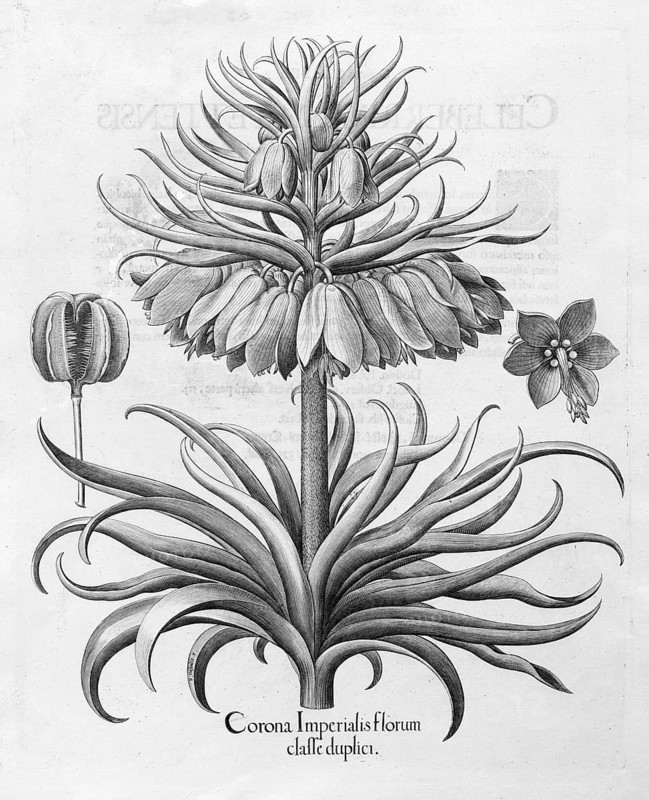 Crown imperial (Fritillaria imperialis)