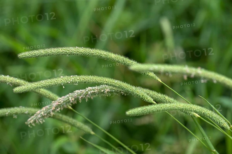 Meadow foxtail (Alopecurus pratensis)