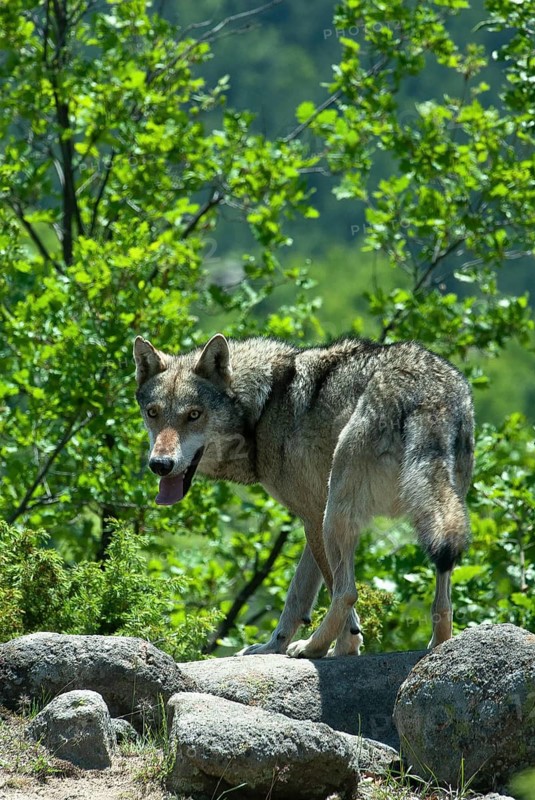 European Gray wolf (Canis lupus) running for cover