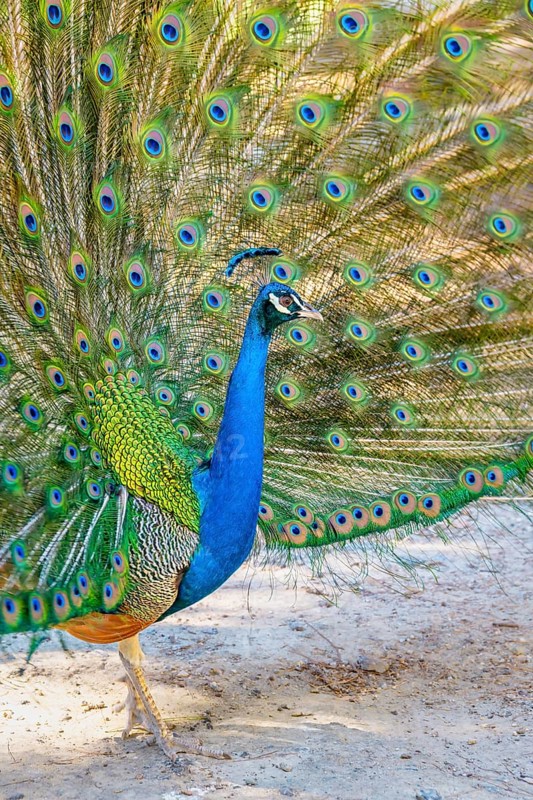 Peacock Indian peafowl (Pavo cristatus) beats wheel