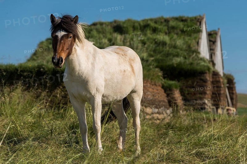 Icelandic horse (Equus islandicus) in front of horse stable and tool shed in original peat construction