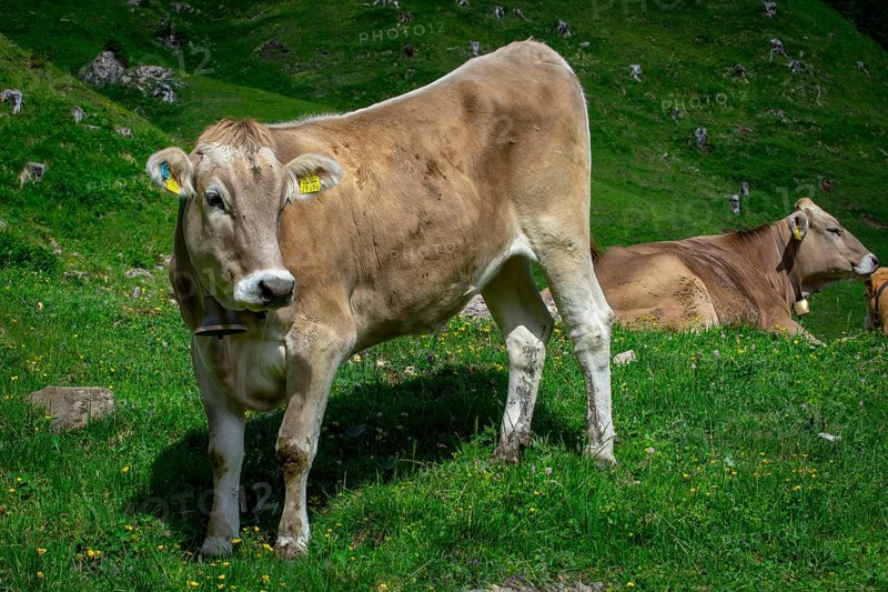 Tyrolean grey cattle on a pasture