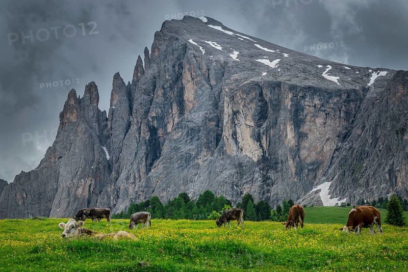 Tyrolean grey cattle on a pasture