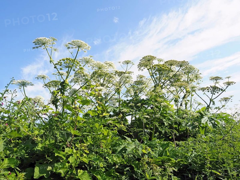 Giant hogweed (Heracleum mantegazzianum)