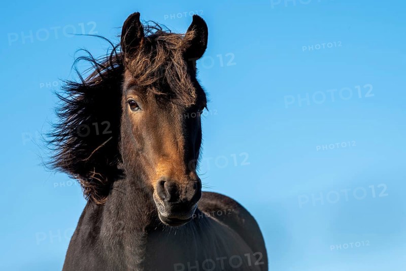 Icelandic horse (Equus islandicus)