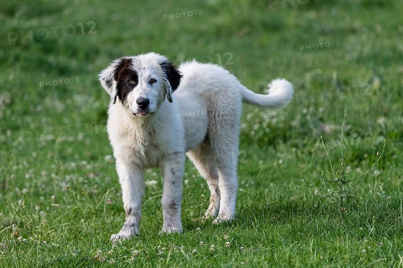 Herding dog standing in pasture