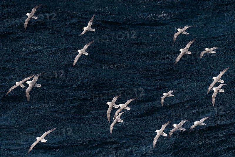 Northern fulmars (Fulmarus glacialis) in flight