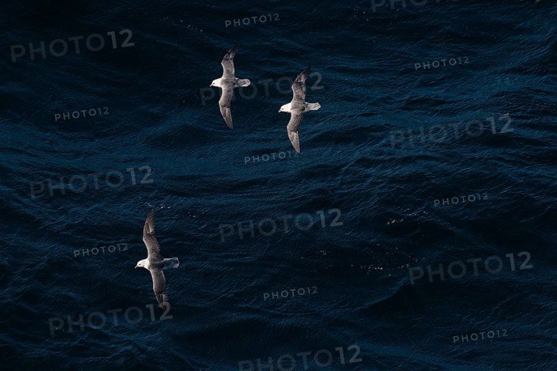 Northern fulmars (Fulmarus glacialis) in flight