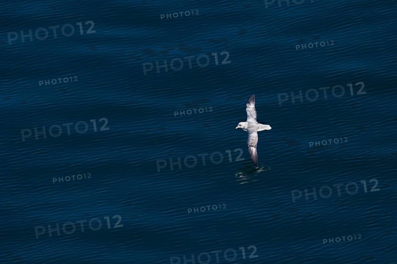 Northern fulmar (Fulmarus glacialis) in flight