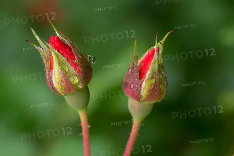 Rosebuds (Rosa)