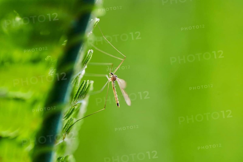 Crane fly (Tipulidae) on male fern (Dryopteris filix-mas)