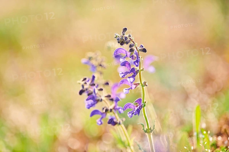 Meadow clary (Salvia pratensis) blooming in a meadow