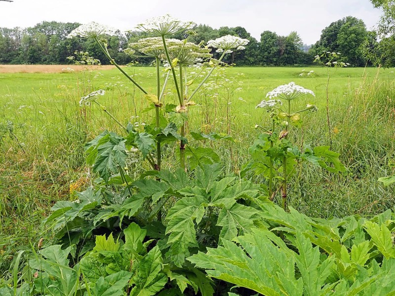 Giant hogweed (Heracleum mantegazzianum)