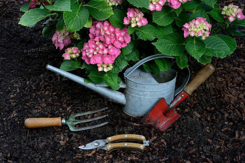 Garden tools and flowering hydrangeas