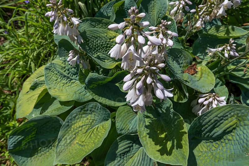 Flowering Hosta
