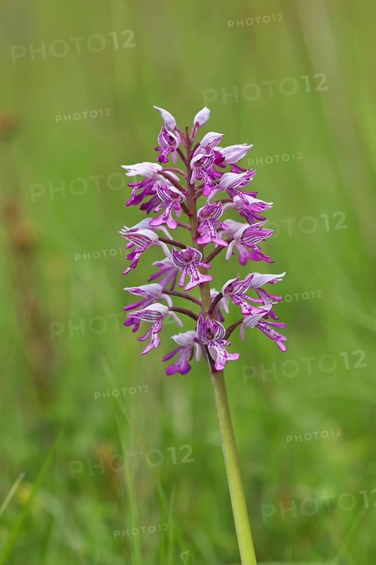 Military orchid (Orchis militaris)