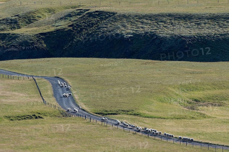 Sheep Drive or Rettir