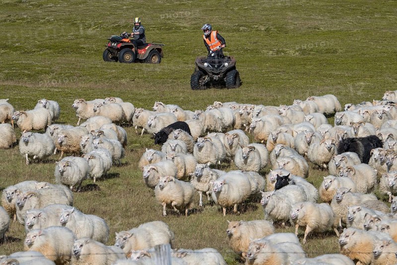 Domestic sheep (Ovis aries)