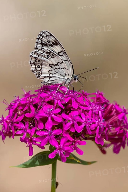 Marbled white (Melanargia galathea) sitting on flowering plant