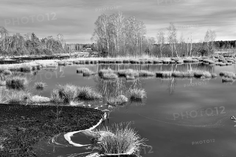 Ice-covered pond with pond rushes (Schoenoplectus lacustris) in mire landscape