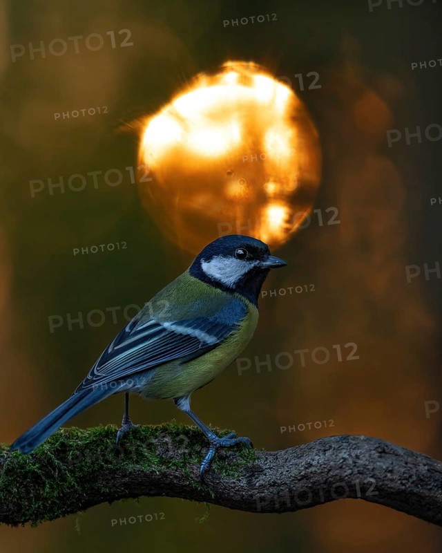 Great tit (Parus major)