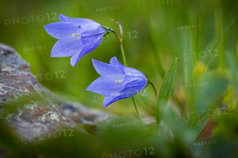 Harebell (Campanula rotundifolia)