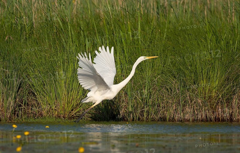 Great egret (Ardea alba)