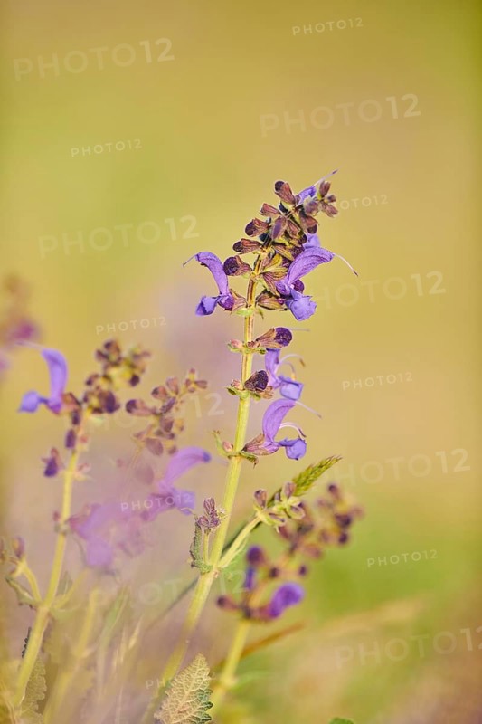 Meadow clary (Salvia pratensis) blooming in a meadow