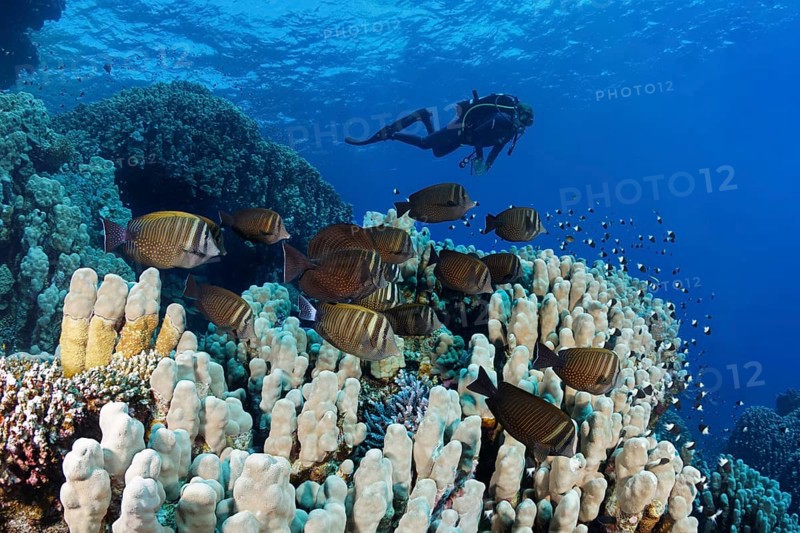 Diver observes shoal of sailfin Desjardin's sailfin tang (Zebrasoma desjardinii) on reef with various stony corals (Scleractinia) Red Sea