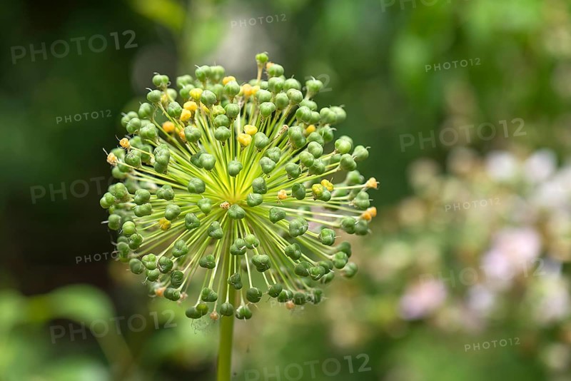 Seed stand of ornamental garlic (Allium)