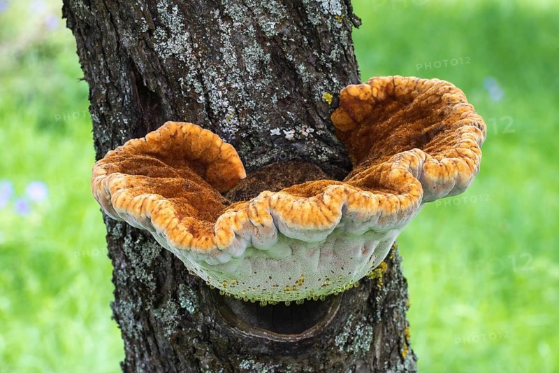 Shaggy bracket (Inonotus hispidus) on apple tree