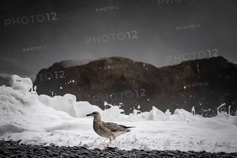 Seagull