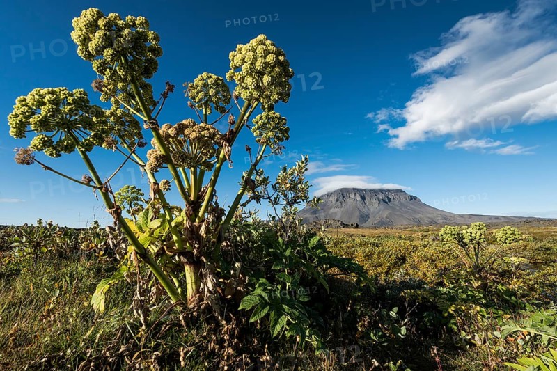 Norwegian angelica (Angelica archangelica) Heroubreioarlindir oasis