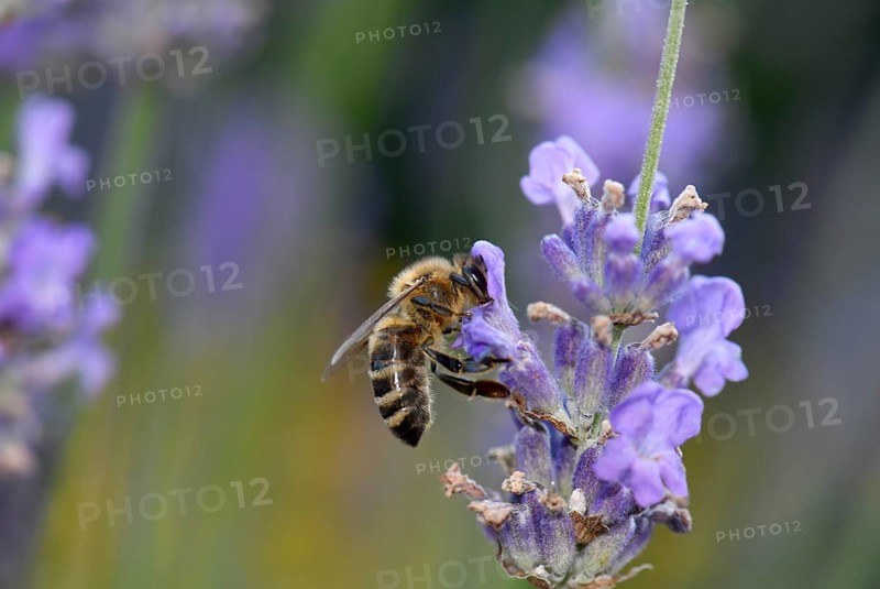 Honey bee (Apis mellifera)