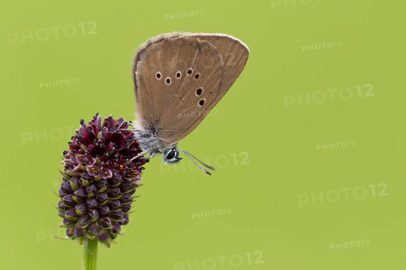 Dusky large blue (Glaucopsyche nausithous) on great meadow-blue (Sanguisorba officinalis)