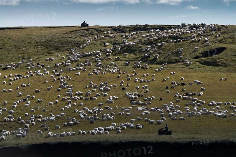 Domestic sheep (Ovis aries)