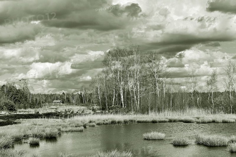 Pond with pond rushes (Schoenoplectus lacustris) in mire landscape