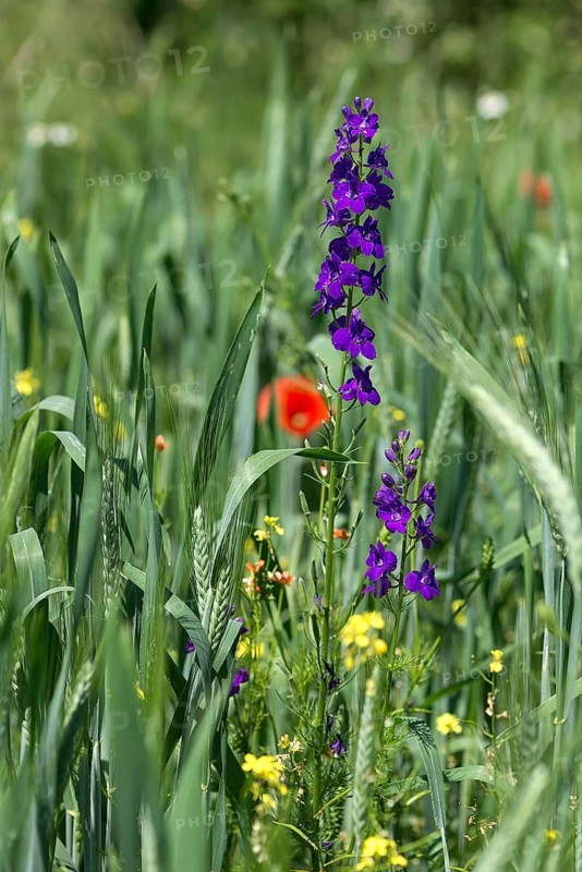 (Delphinium) in a cornfield