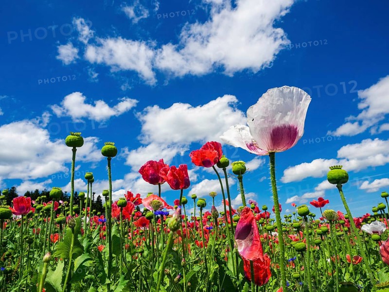 Poppy field
