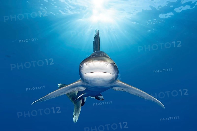 Oceanic whitetip shark (Carcharhinus longimanus) from the front in the backlight of the sun