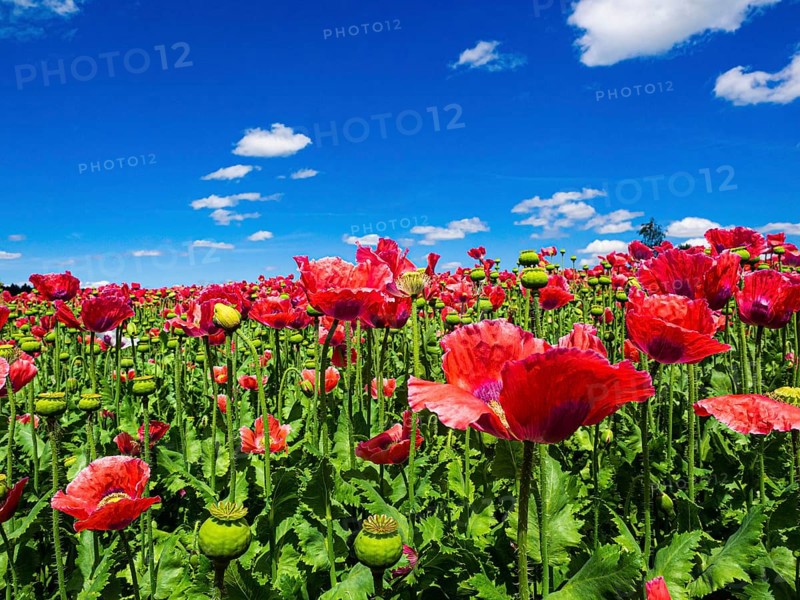 Poppy field